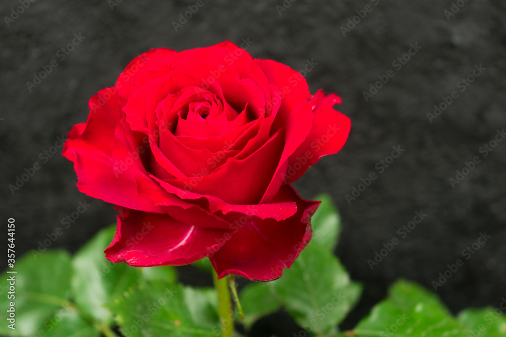 
Dark red rose on a black background.
Close-up.