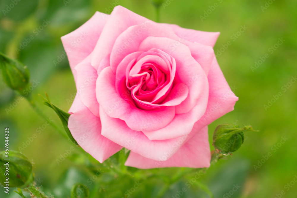 
Tender pink rose on a background of green grass.Close-up.