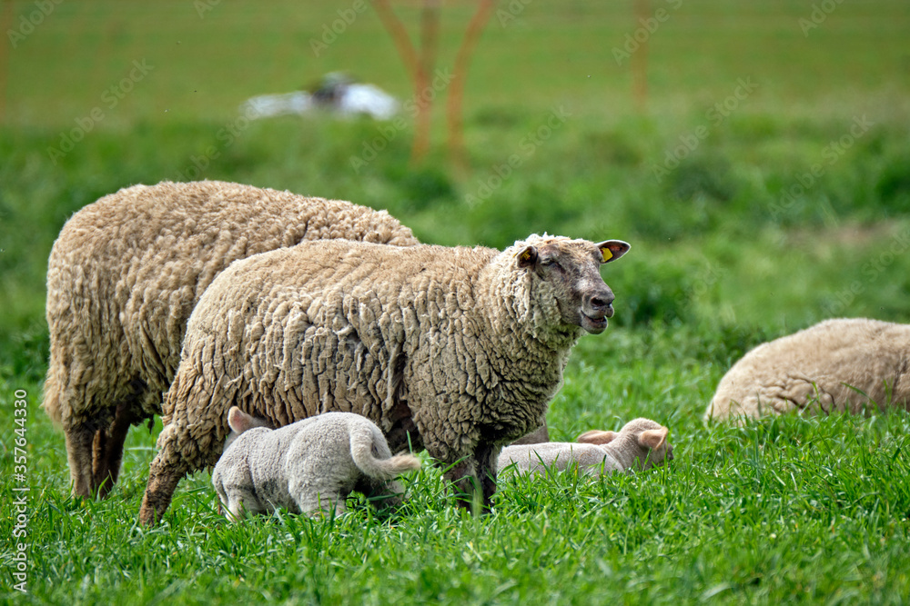 Weidende Hausschafe ( Ovis gmelini aries ; früher Ovis aries Linné ). Weidende Hausschafe ( Ovis gmelini aries ; früher Ovis aries Linné ).