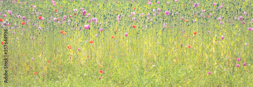 Feld mit Mohn und Kornblumen Wiese Blumenwiese im Nebel
