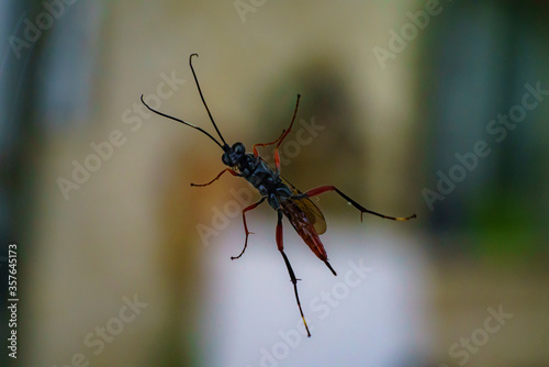 Gros plan d'un insecte vue depuis le dessous posé sur une vitre © youpi4.fc