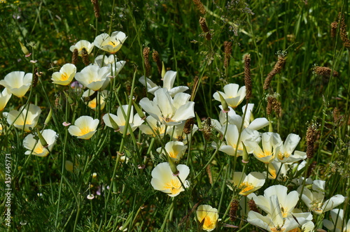 Goldmohn auf einer wilden Wiese am Rande eines Neubaugebiets im Bergischen Land (NRW) photo