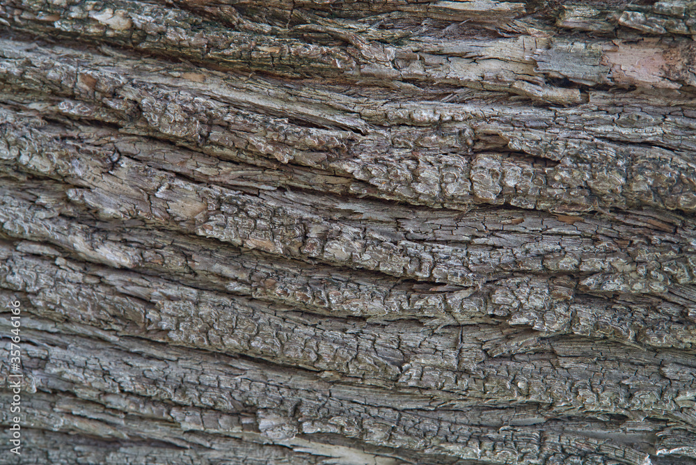 Natural wooden texture background. Closeup of old aged tree bark. Abstract tree nature backdrop or wallpaper. Unusual pattern surface with cracks, curvy shape lines. Natural wooden texture background. Closeup of old aged tree bark. Abstract tree nature backdrop or wallpaper. Unusual pattern surface with cracks, curvy shape lines.