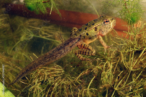 A Northern Leopard Frog tadpole metamorphosing into a juvenile frog.  It still has its tadpole tail  but it also has four legs.  Viewed underwater near aquatic vegetation.