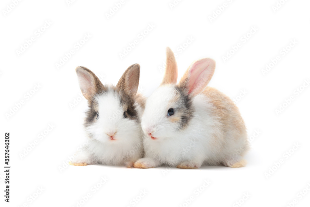 Fototapeta premium Two adorable fluffy rabbits together on white background, cute bunny pet animal concept