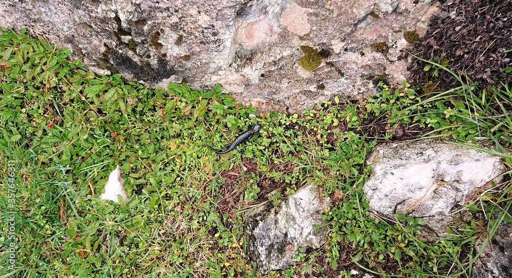 Obraz premium Mountain flora and fauna. Little black salamander in lush green grass and rock fragments