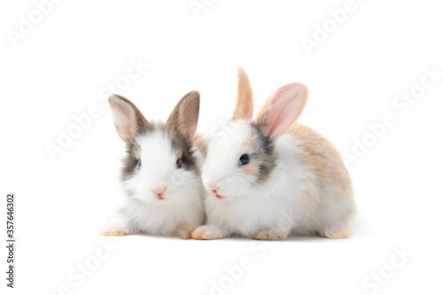 Two adorable fluffy rabbits together on white background, cute bunny pet animal concept