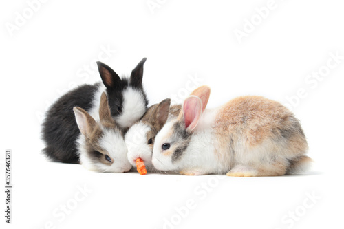 Group of adorable fluffy rabbits eating delicious carrot together on white background, feeding bunny vegetarian pet animal with vegetable