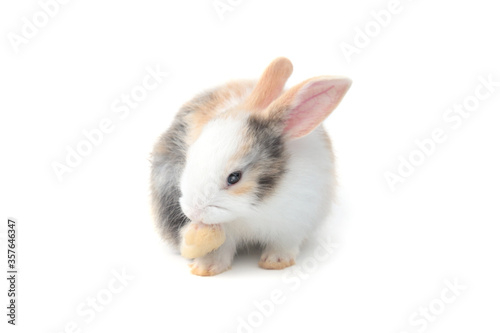 Adorable fluffy rabbit scratching the face with the hind leg on white background, portrait of cute bunny pet animal