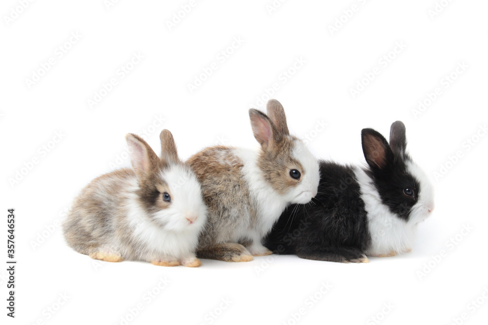 Obraz premium Group of adorable fluffy rabbits on white background, portrait of three cute bunny pet animal
