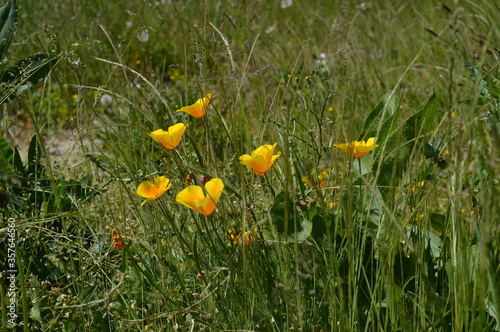 Kalifornischer Goldmohn, Mohn, Eschscholzia californica, Bienenweide photo