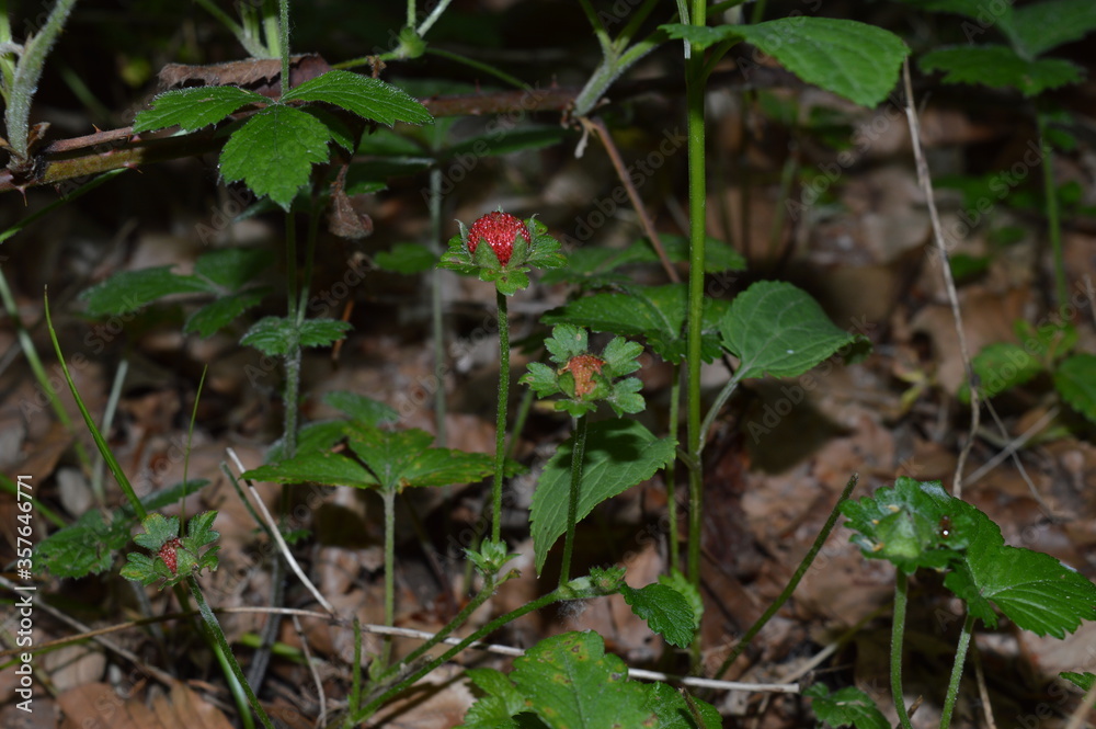 Fototapeta premium Potentilla indica, indische Scheinerdbeere