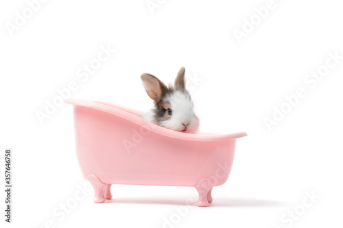 Adorable fluffy rabbit bathing and relaxing in pink bath tub on white background, cute bunny pet animal concept photo