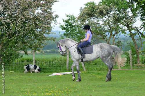 Pretty young woman rides her grey horse outdoors in the English countryside training it to move well, accompanied by her spaniel dog who is too busy sniffing today any attention .