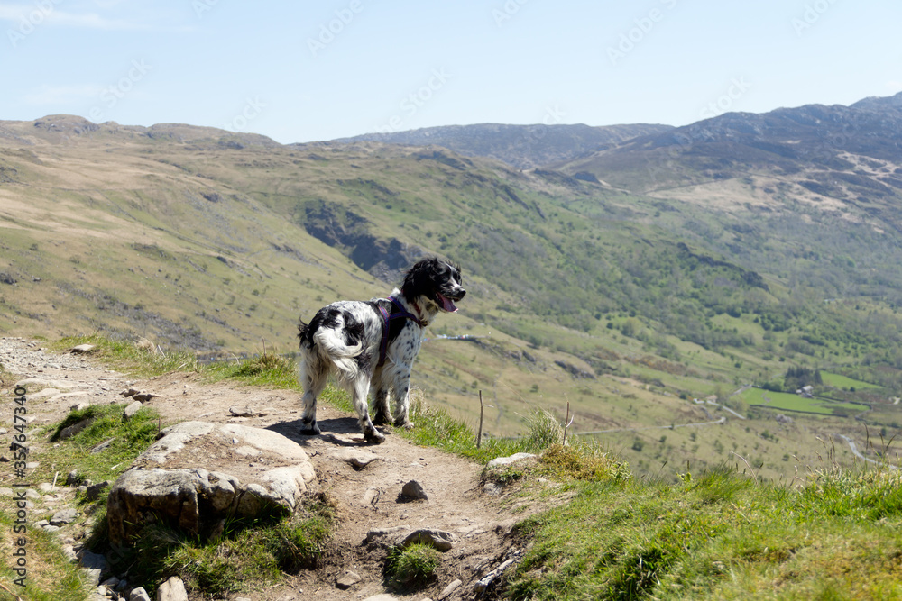 On top of the world! A spaniel dog stands high up in the mountains enjoying the view.