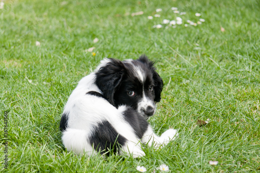 Cute little spaniel puppy lying on grassy lawn after enjoying playing outdoors