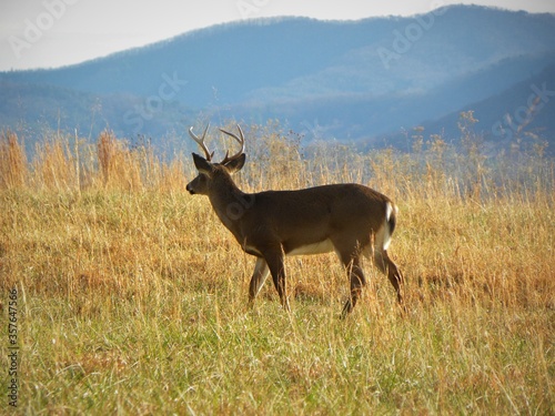 buck in field