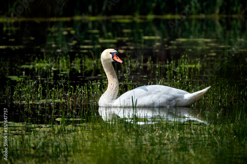 Fototapeta Naklejka Na Ścianę i Meble -  Höckerschwan ( Cygnus olor ).