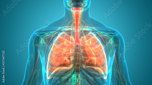 Foto Human Respiratory System Lungs Anatomy