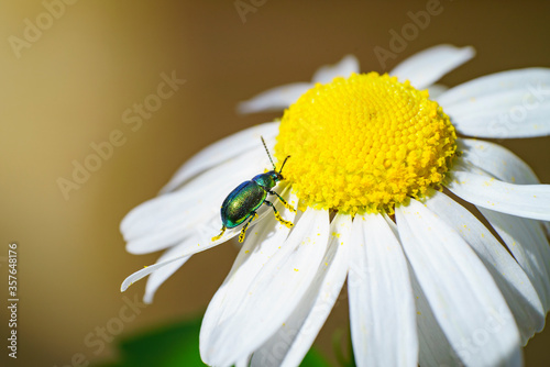 Gros plan d'un scarabée vert posé sur les pétales d'un marguerite avec ses pattes remplies de pollen photo