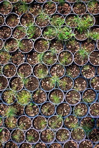 Saplings coniferous trees in pots in plant nursery