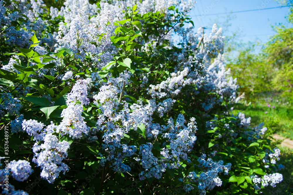 Fototapeta premium Spring branch of blossoming lilac