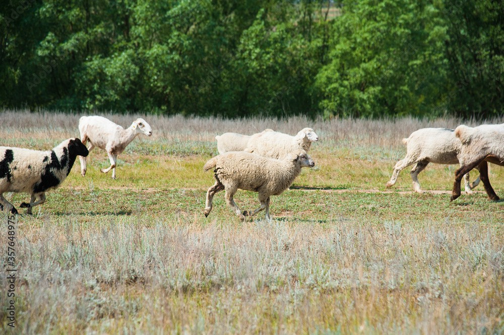 Fototapeta premium Flock of sheep on the meadow