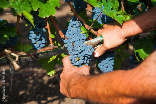 Vineyard. Grape harvesting