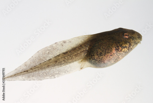 Canvastavla A pickerel frog tadpole on a white background.