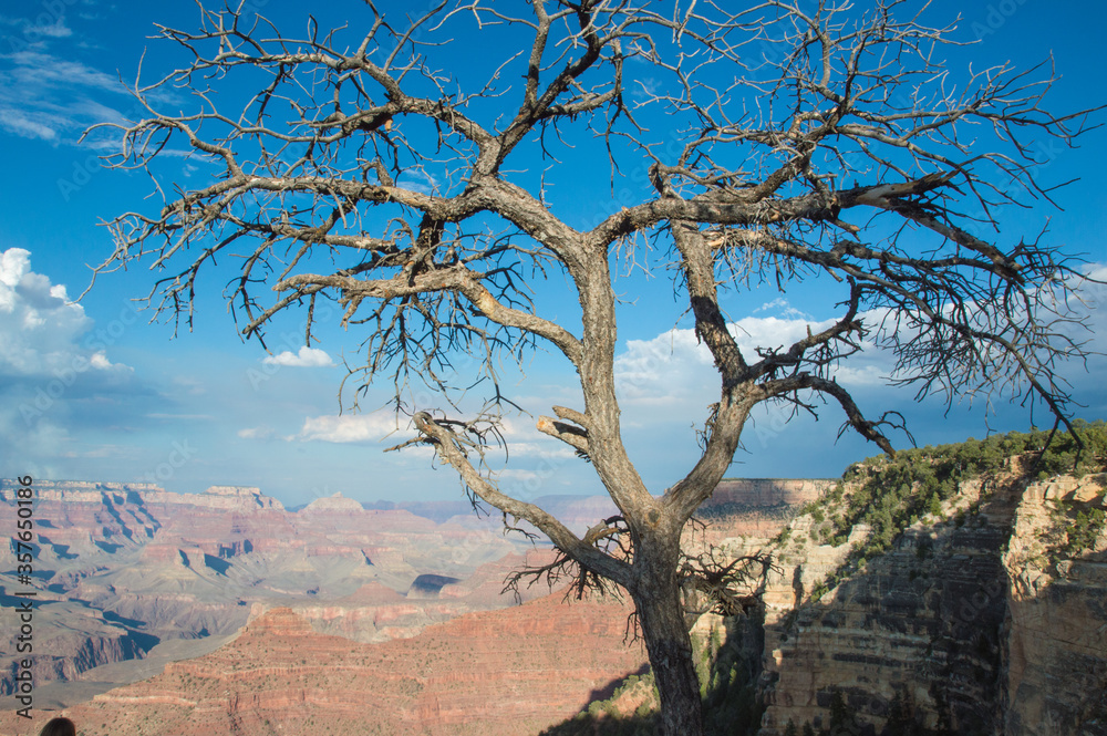 Grand canyon national park, south rim. A dry tree in the foreground, blue sky and clouds in the background