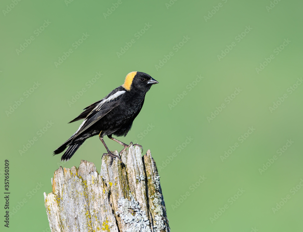 Fototapeta premium Bobolink on Fence Post on Green Background