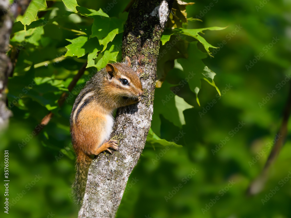 Chipmunk Resting on Tree Trunk