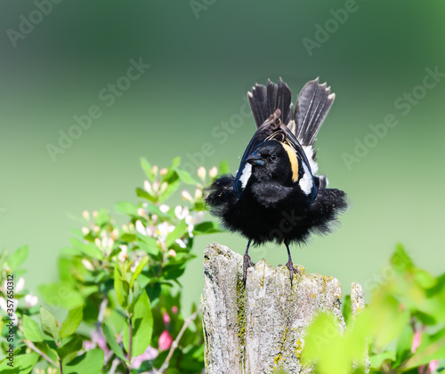 Puffed Bobolink on Fence Post  on Green Background photo