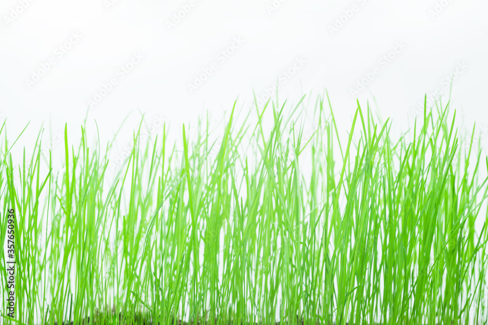 Grass on a white