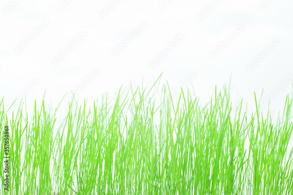 Grass on a white