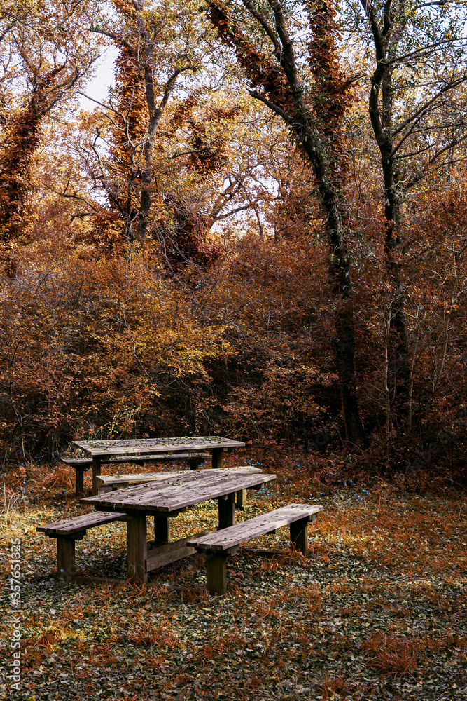 Paisaje otoñal en la reserva ecológica natural italiana con árboles y asiento de madera