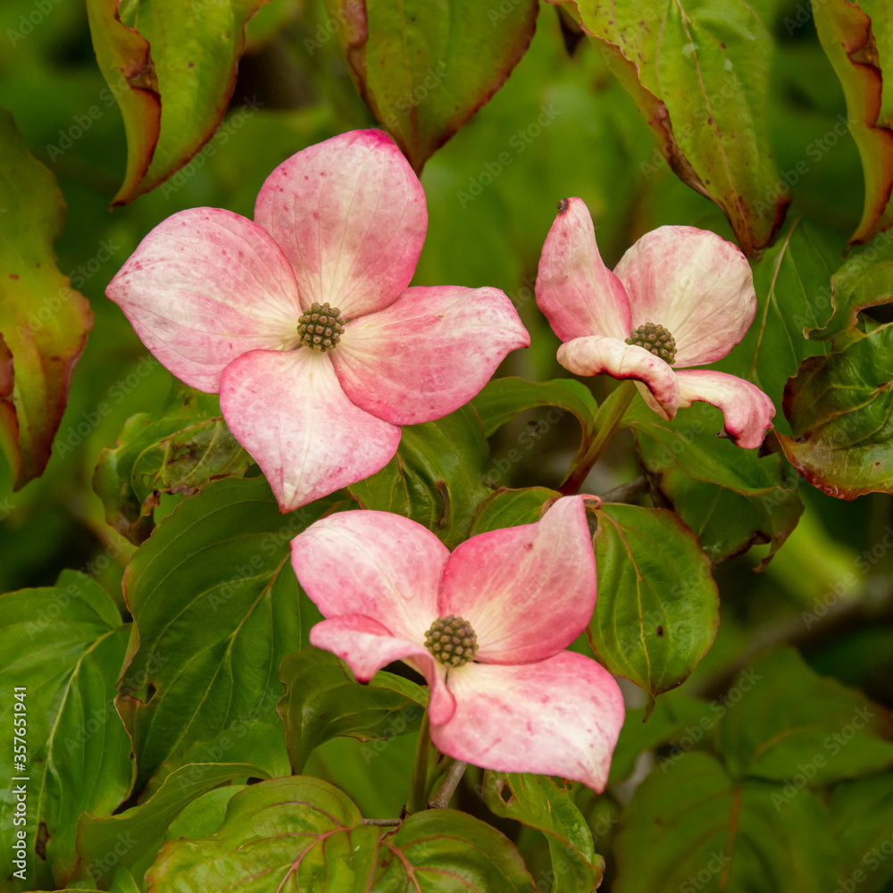 Obraz premium Pretty pink flowers on a garden bush, Cornus kousa Miss Satomi
