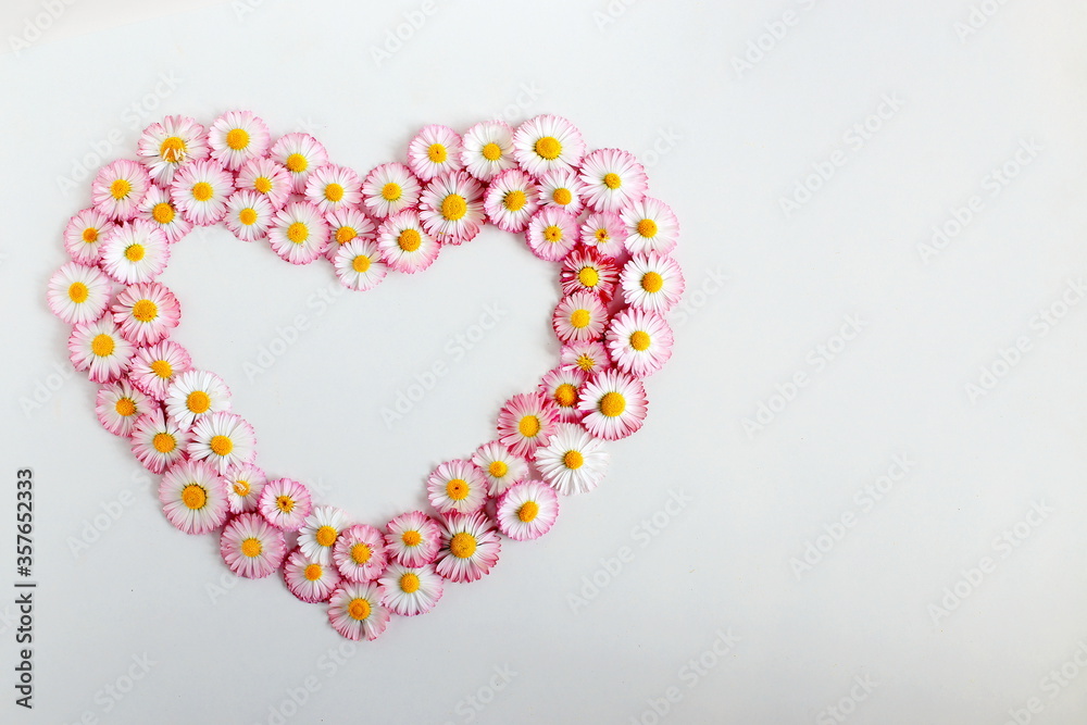 spring flowers daisies laid out with a heart on a white background top view, flower arrangement