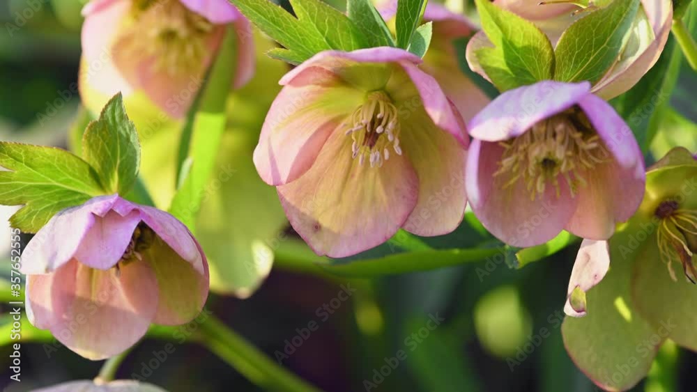 Pink Hellebore flower, Helleborus niger Pink Hellebore flower, Helleborus niger
