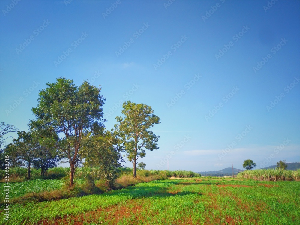 tree in the field