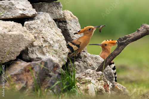 The Eurasian hoopoe (Upupa epops) sitting in front of a nest on the ground. A female peeks out of a ground nest in a pile of rocks.