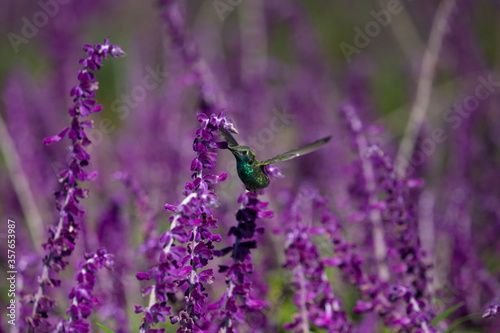 Hummingbirds in nature. The white-vented violetear (Colibri serrirostris) hovering and drinking the nectar from purple flowers of Woodland Sage.  photo