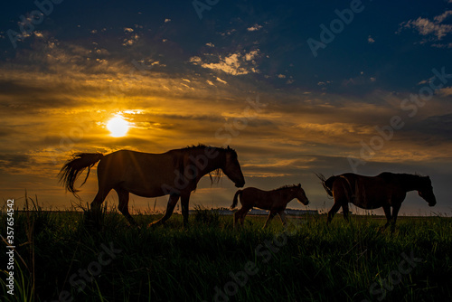 Herd of horses on the field against the background of the evening sky  in the backlight. Silhouette photography.