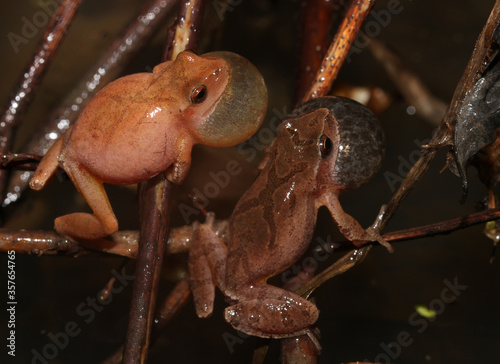 Two male Spring Peeper frogs (Pseudacris crucifer) calling next to each other with their vocal sacs inflated. photo