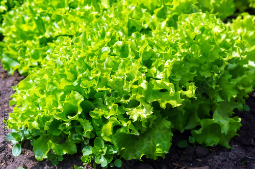 green lettuce plants or salad vegetable cultivation. Concept of healthy eating. Farming. Food production.