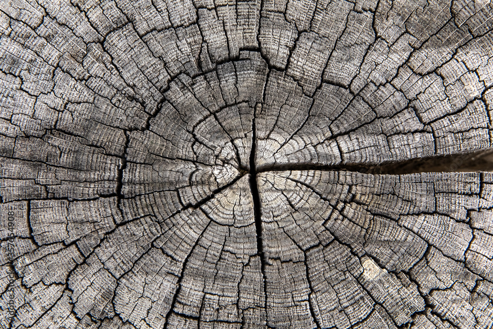 Tree rings old weathered wood texture with the cross section of a cut log. Gray wooden background.