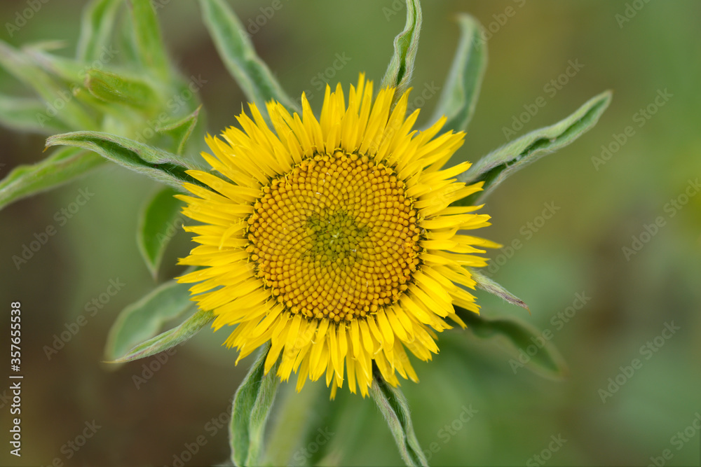 Spiny starwort Spiny starwort