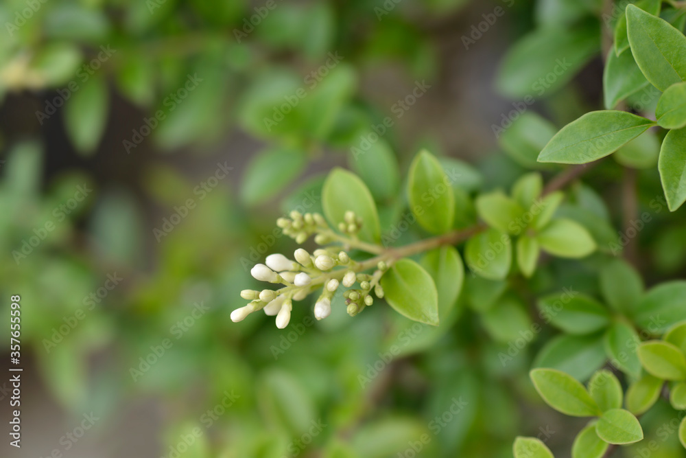 Fototapeta premium Delavay privet