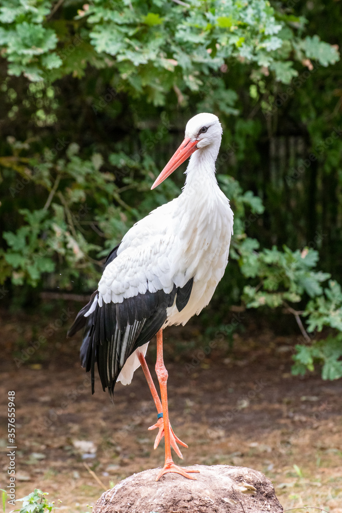 Fototapeta premium Close up of a stork in an animal park in Germany