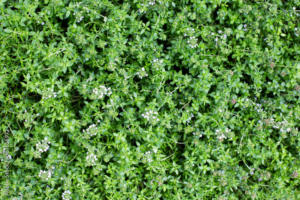 Obraz premium Thyme plant background. Green thyme leaves pattern. Herbal background.